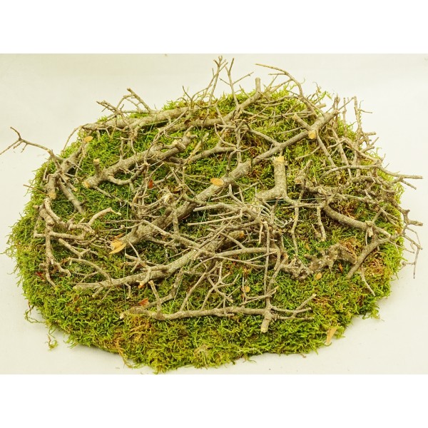 Moss Decoration Products 4