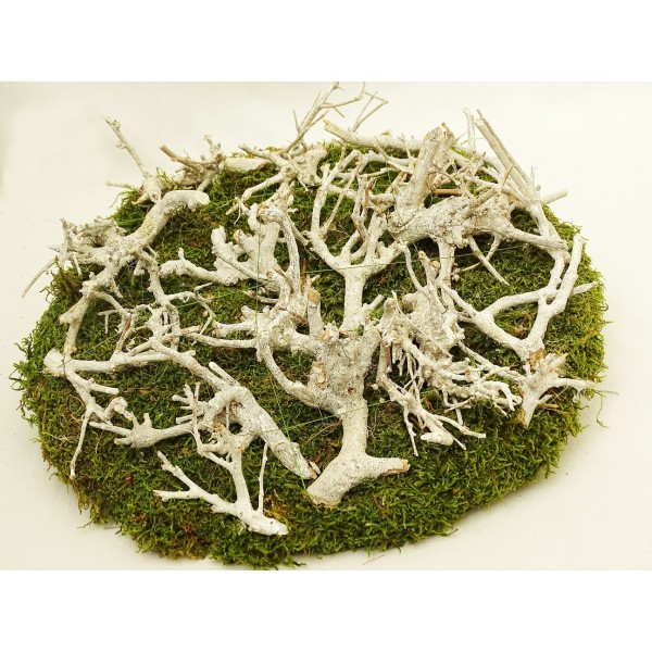 Moss Decoration Products 5