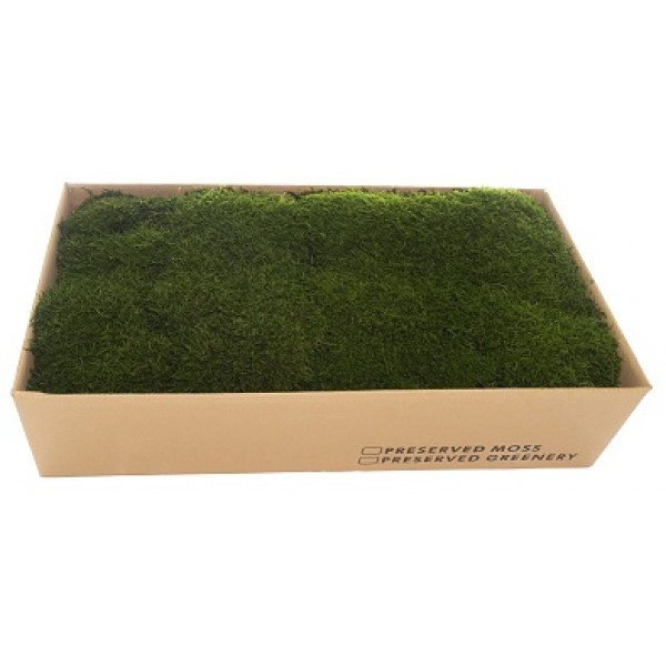 Flat Moss Box