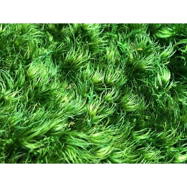 Provence Moss